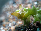 Anilao Sea Slug 19