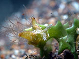 Anilao Sea Slug 20