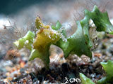 Anilao Sea Slug 21