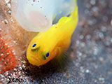 Anilao Yellow Goby with Eggs 1