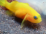 Anilao Yellow Goby with Eggs 3
