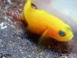 Anilao Yellow Goby with Eggs 4