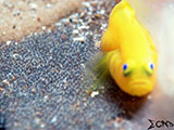 Anilao Yellow Goby with Eggs 5