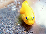 Anilao Yellow Goby with Eggs 6