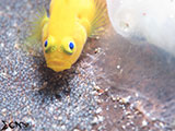 Anilao Yellow Goby with Eggs 7