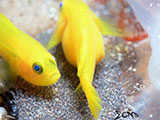 Anilao Yellow Goby with Eggs 8