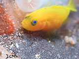 Anilao Yellow Goby with Eggs