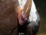 Anilao Goby with Eggs 1