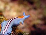 Anilao Sea Slug 10