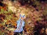 Anilao Sea Slug 7