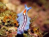 Anilao Sea Slug 8