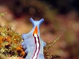 Anilao Sea Slug 9
