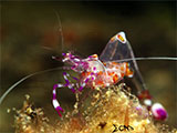 Anilao Cleaner Shrimp 2