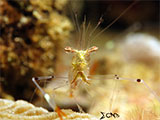 Anilao Cleaner Shrimp 3
