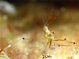 Anilao Cleaner Shrimp 4