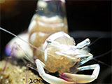 Anilao Cleaner Shrimp with Eggs 1