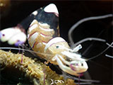 Anilao Cleaner Shrimp with Eggs 2