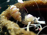 Anilao Cleaner Shrimp with Eggs 3
