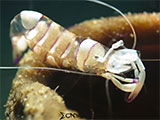 Anilao Cleaner Shrimp with Eggs 4