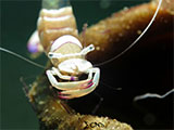 Anilao Cleaner Shrimp with Eggs 6