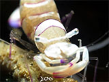 Anilao Cleaner Shrimp with Eggs