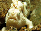 Anilao Frogfish 25