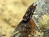 Anilao Sea Slug 1