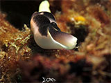 Anilao Sea Slug 11
