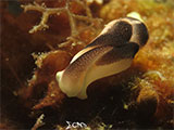 Anilao Sea Slug 12
