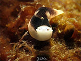 Anilao Sea Slug 13
