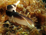 Anilao Sea Slug 14