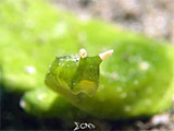 Anilao Sea Slug 15