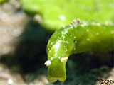 Anilao Sea Slug 17