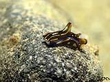 Anilao Sea Slug 2