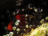 Anilao Clownfish 13
