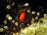Anilao Clownfish 14