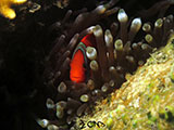Anilao Clownfish 15