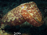 Anilao Cuttlefish 10
