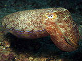 Anilao Cuttlefish 11