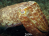 Anilao Cuttlefish 12