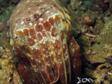 Anilao Cuttlefish 13