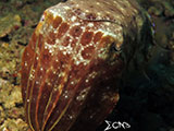 Anilao Cuttlefish 14
