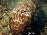Anilao Cuttlefish 15