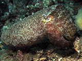 Anilao Cuttlefish 8