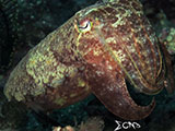 Anilao Cuttlefish 9