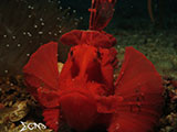 Anilao Paddle Flap Scorpionfish 1