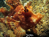 Anilao Paddle Flap Scorpionfish 10