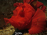 Anilao Paddle Flap Scorpionfish 2