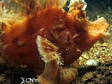 Anilao Paddle Flap Scorpionfish 6