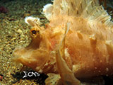 Anilao Paddle Flap Scorpionfish 7